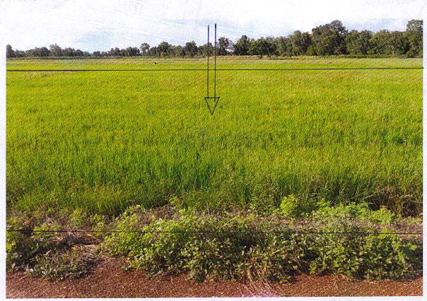 รูปที่ดินว่างเปล่า บึงกอก บางระกำ พิษณุโลก