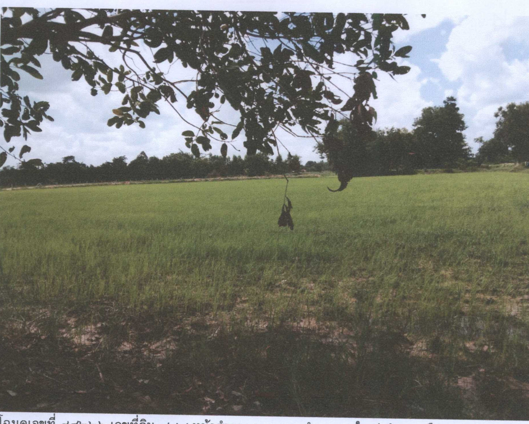 รูปที่ดินว่างเปล่า ขามใหญ่ เมืองอุบลราชธานี อุบลราชธานี