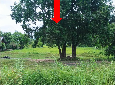รูปที่ดินว่างเปล่า หนองกุงศรี หนองกุงศรี กาฬสินธุ์