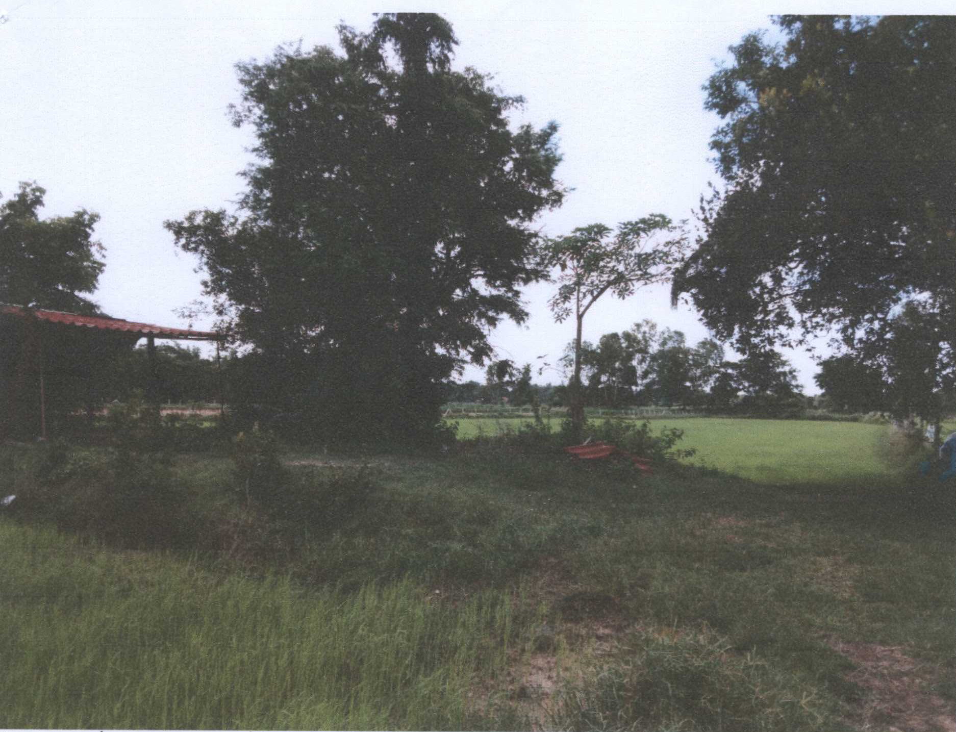 รูปที่ดินว่างเปล่า ขามใหญ่ เมืองอุบลราชธานี อุบลราชธานี