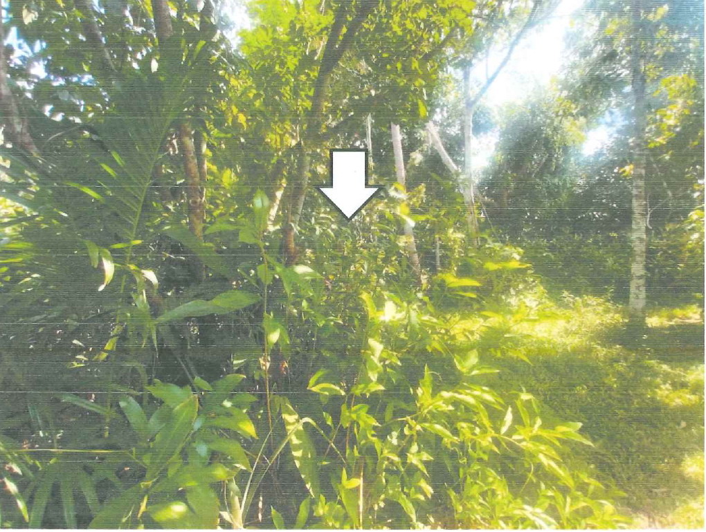 รูปที่ดินว่างเปล่า นาหม่อม นาหม่อม สงขลา