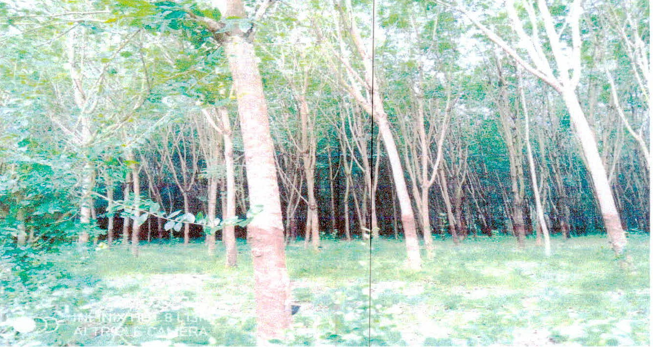 รูปที่ดินว่างเปล่า กุดลาด เมืองอุบลราชธานี อุบลราชธานี