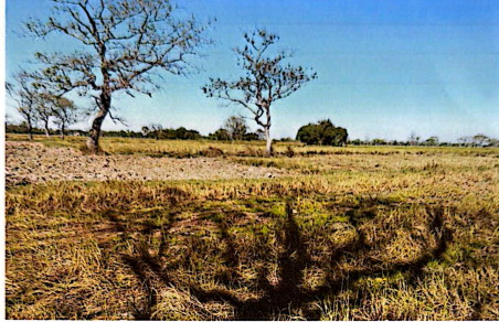 รูปที่ดินว่างเปล่า อุ่มเม้า ธวัชบุรี ร้อยเอ็ด