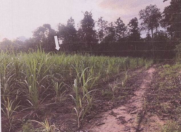 รูปที่ดินว่างเปล่า ชะโนด หว้านใหญ่ มุกดาหาร