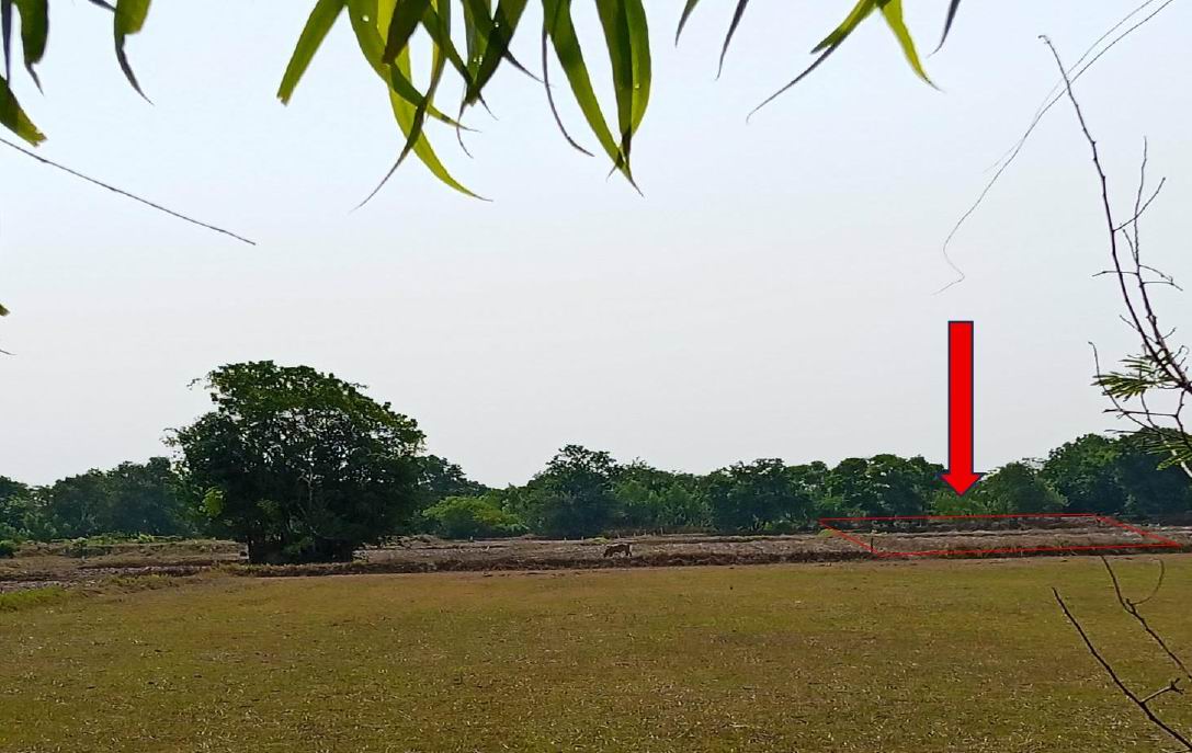 รูปที่ดินว่างเปล่า โพนโก สนม สุรินทร์