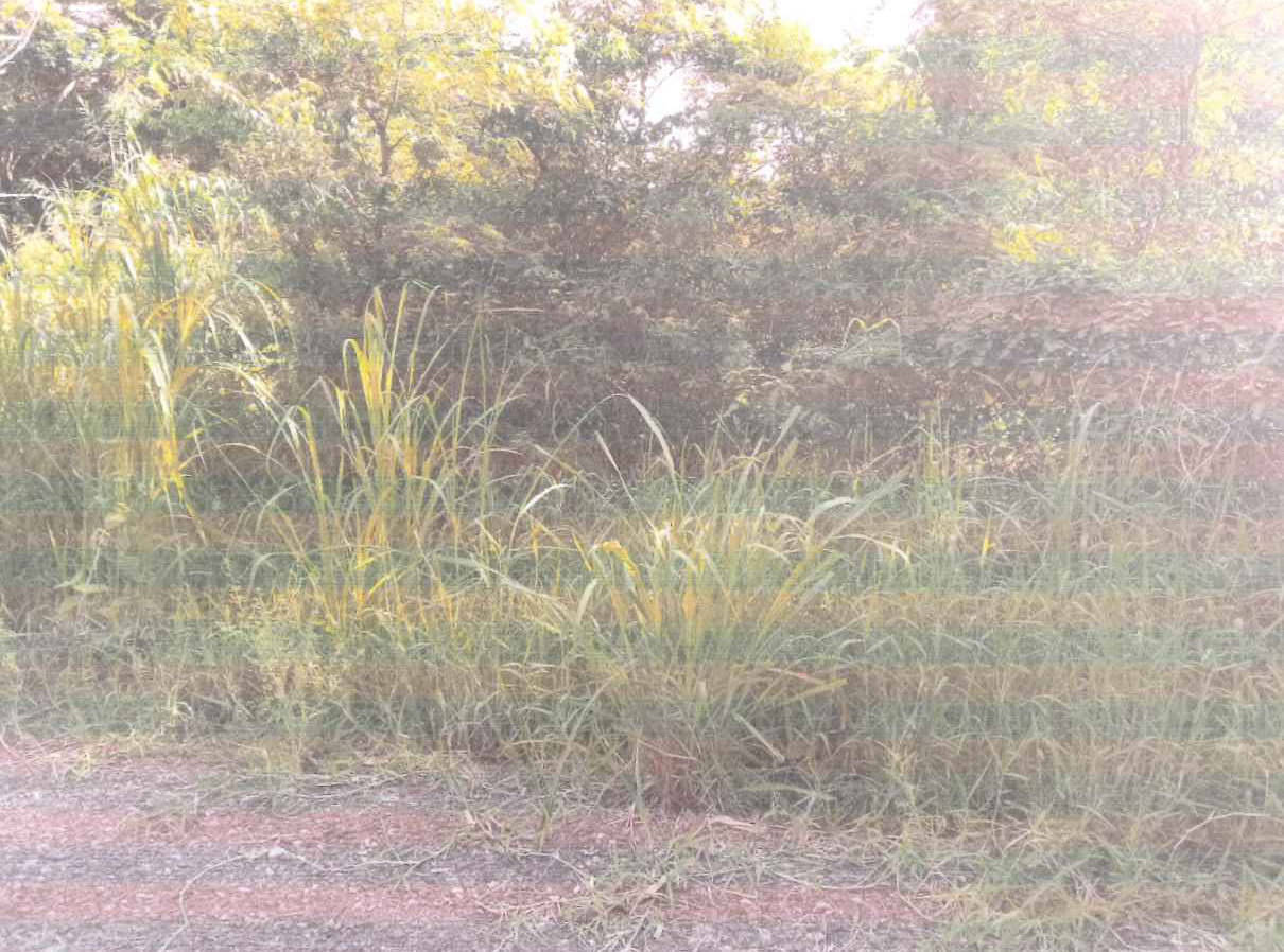 รูปที่ดินว่างเปล่า ศิลาดาน มโนรมย์ ชัยนาท