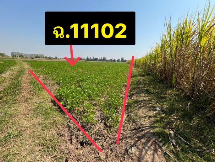 รูปที่ดินว่างเปล่า หนองคอนไทย ภูเขียว ชัยภูมิ