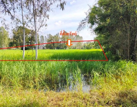 รูปที่ดินว่างเปล่า จังหาร จังหาร ร้อยเอ็ด