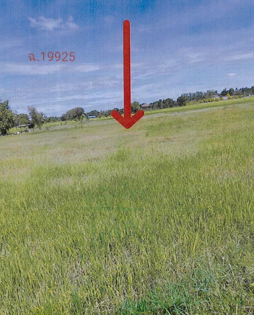 รูปที่ดินว่างเปล่า หนองบอน โกสุมพิสัย มหาสารคาม