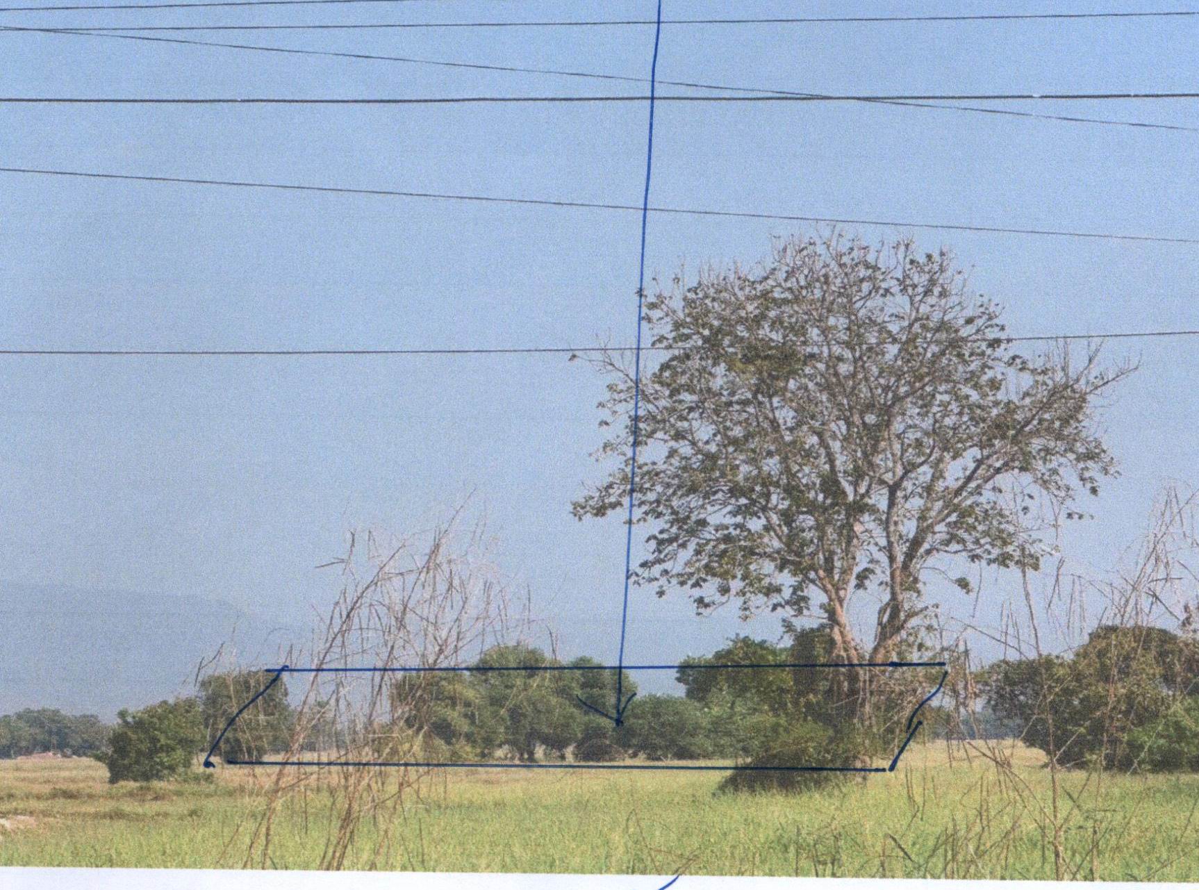 รูปที่ดินว่างเปล่า หนองพระ วังทอง พิษณุโลก