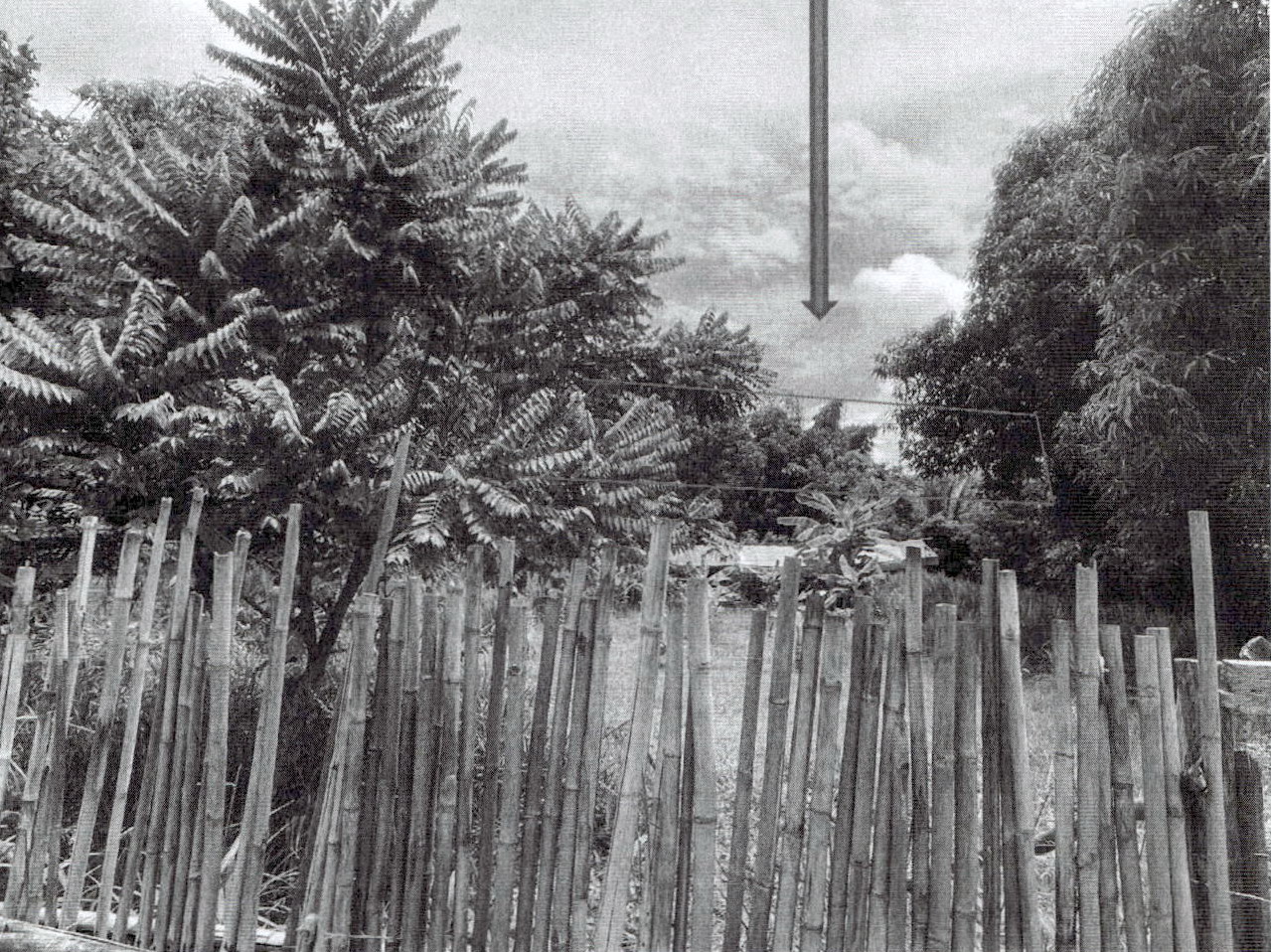 รูปที่ดินว่างเปล่า ชมพู เมืองลำปาง ลำปาง