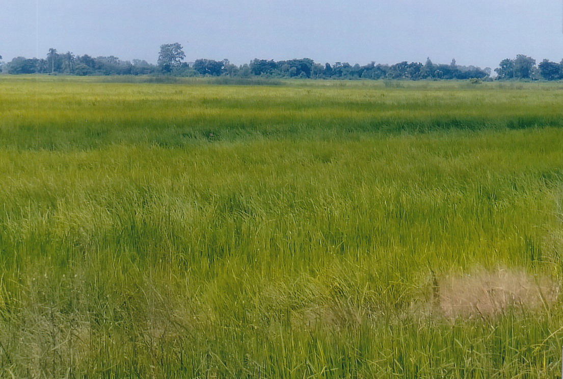 รูปที่ดินว่างเปล่า โคกปีบ ศรีมโหสถ ปราจีนบุรี