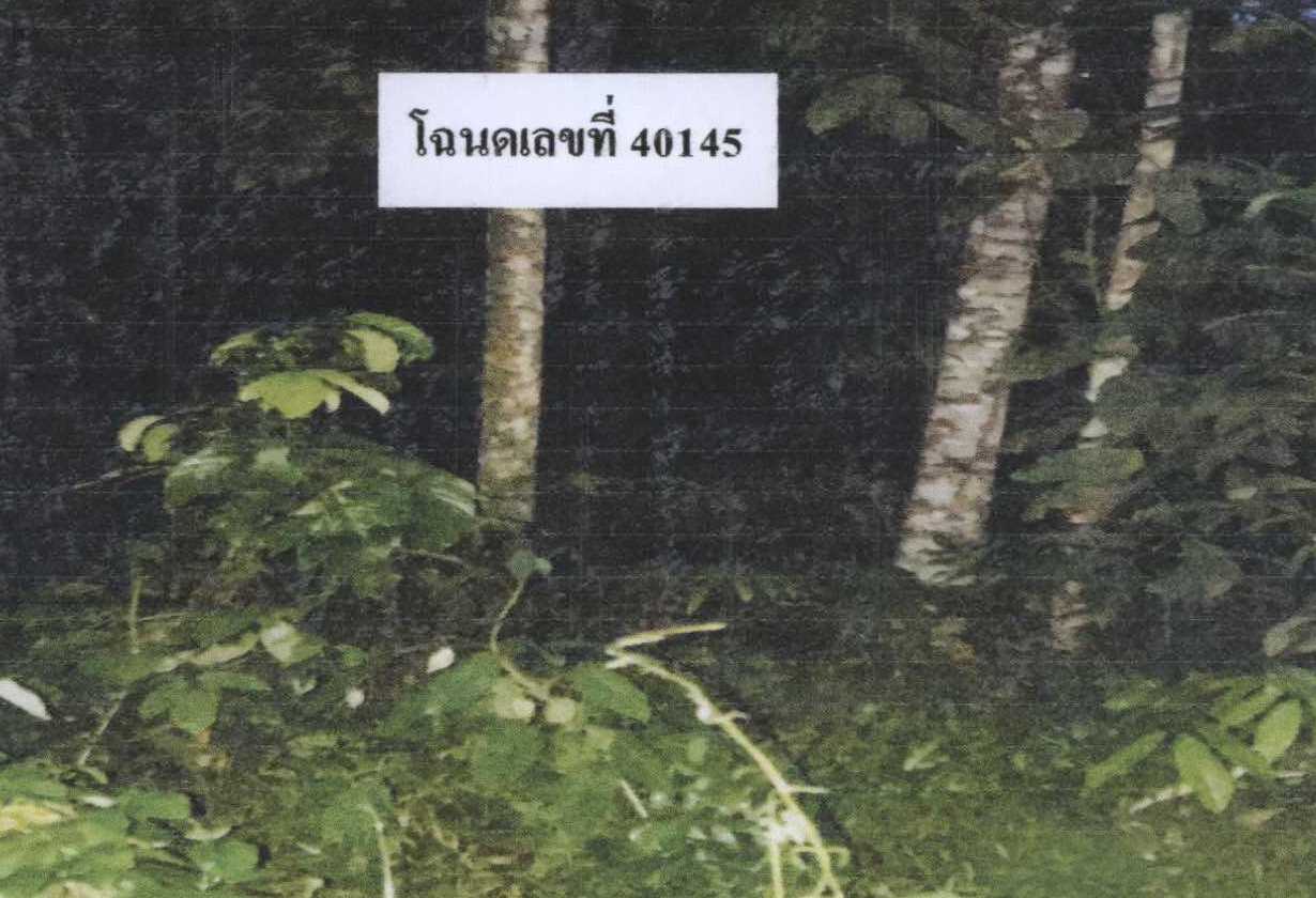 รูปที่ดินว่างเปล่า ปากล่อ โคกโพธิ์ ปัตตานี
