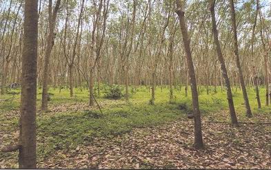 รูปที่ดินว่างเปล่า บ้านโพธิ์ เมืองตรัง ตรัง