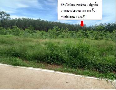 รูปที่ดินว่างเปล่า ศรีวิไล ศรีวิไล บึงกาฬ