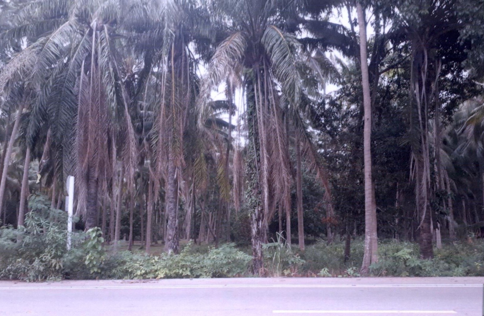 รูปที่ดินว่างเปล่า ทรายทอง บางสะพานน้อย ประจวบคีรีขันธ์