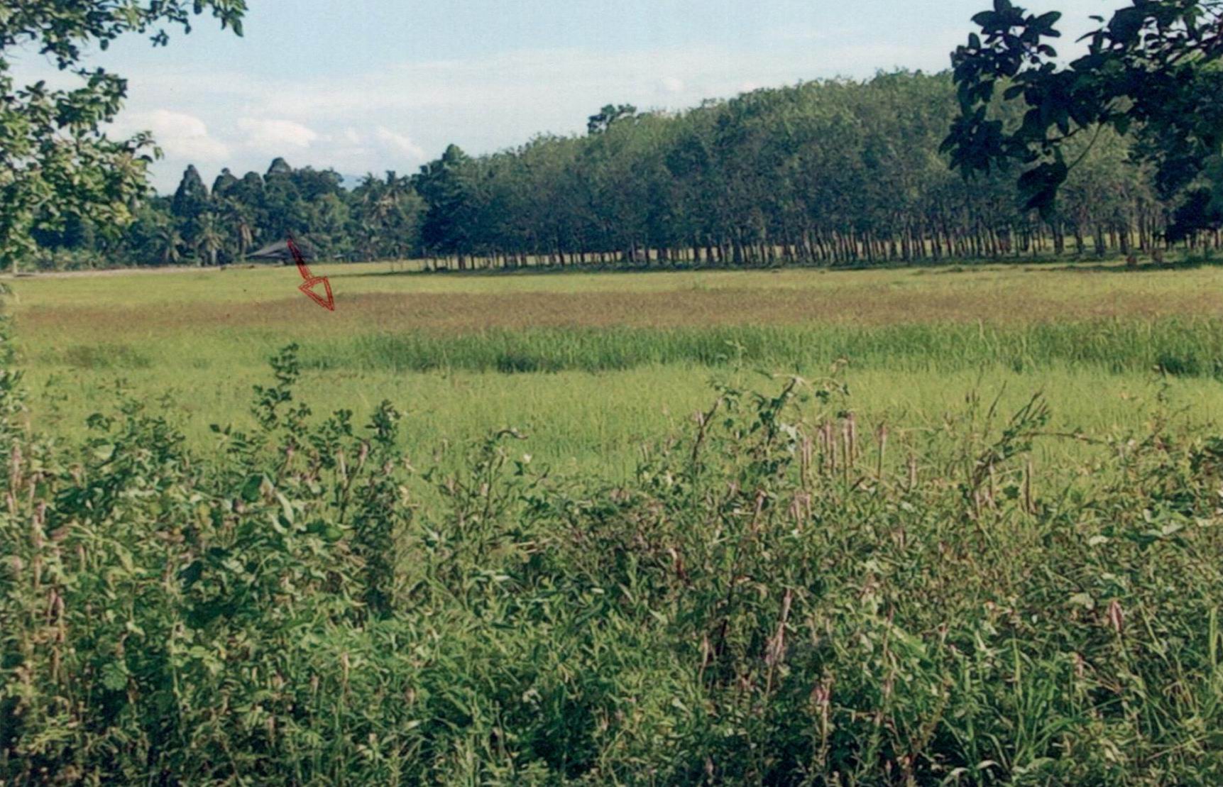 รูปที่ดินว่างเปล่า ดอนประดู่ ปากพะยูน พัทลุง
