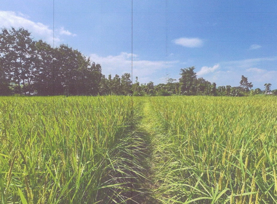 รูปที่ดินว่างเปล่า เชียงม่วน เชียงม่วน พะเยา