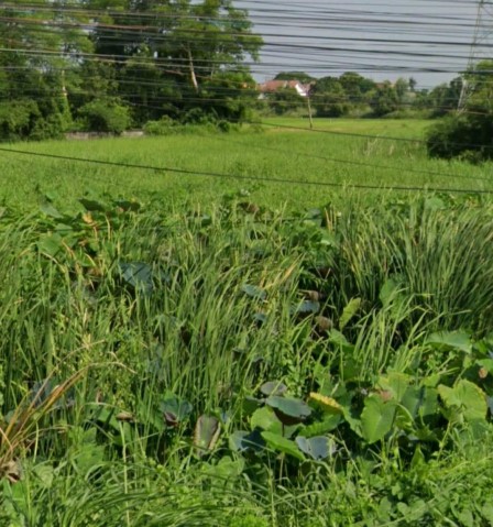 รูปที่ดินว่างเปล่า สมอแข เมืองพิษณุโลก พิษณุโลก