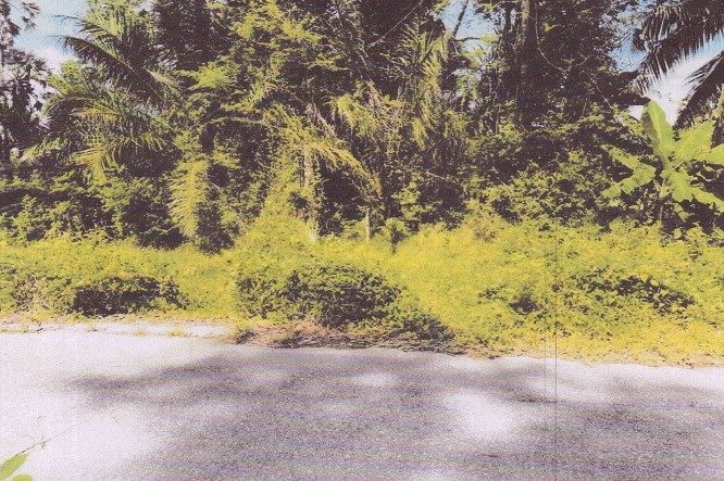 รูปที่ดินว่างเปล่า ป่าขาด สิงหนคร สงขลา