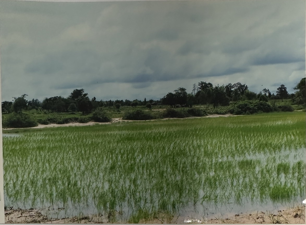 รูปที่ดินว่างเปล่า กำพี้ บรบือ มหาสารคาม