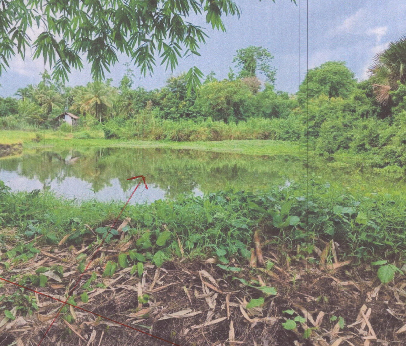 รูปที่ดินว่างเปล่า ตะเครียะ ระโนด สงขลา