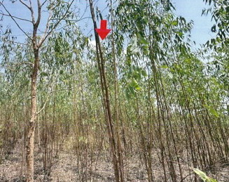 รูปที่ดินว่างเปล่า กุดจิก ท่าคันโท กาฬสินธุ์