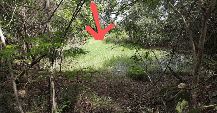 รูปที่ดินว่างเปล่า ดุมใหญ่ ม่วงสามสิบ อุบลราชธานี
