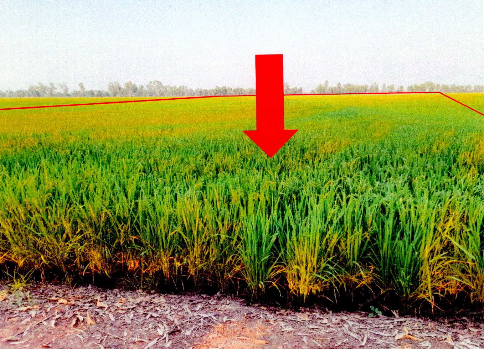 รูปที่ดินว่างเปล่า หอกลอง พรหมพิราม พิษณุโลก