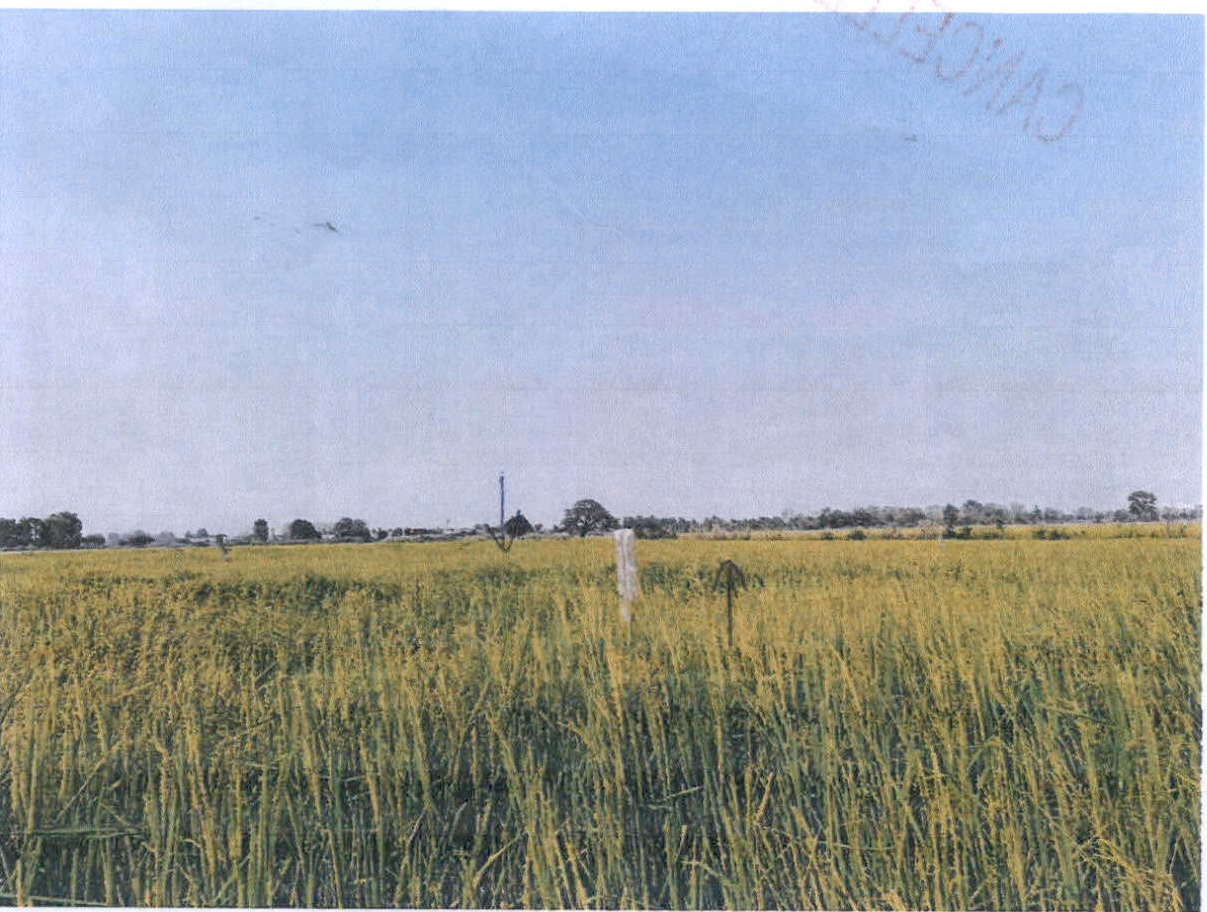 รูปที่ดินว่างเปล่า สมอแข เมืองพิษณุโลก พิษณุโลก