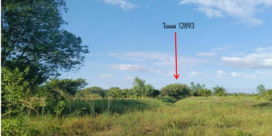รูปที่ดินว่างเปล่า ยางโยภาพ ม่วงสามสิบ อุบลราชธานี