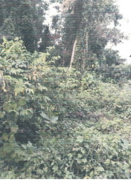 รูปที่ดินว่างเปล่า วังไผ่ เมือง ชุมพร