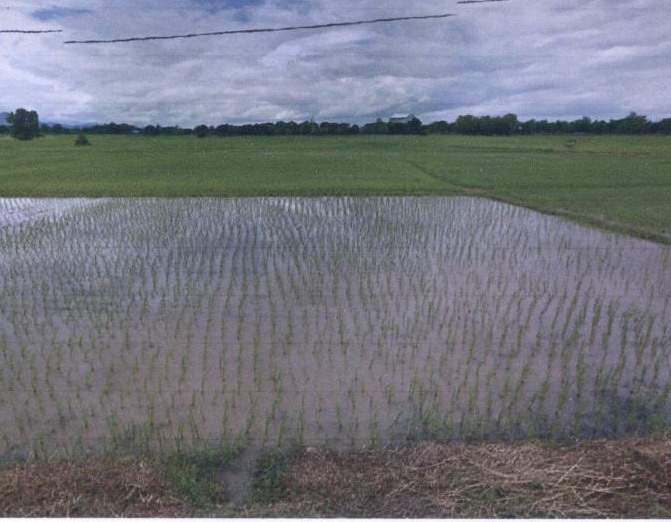 รูปที่ดินว่างเปล่า ทุ่งกวาว เมืองแพร่ แพร่