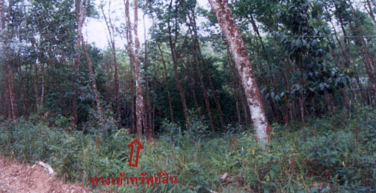 รูปที่ดินว่างเปล่า ช้างเผือก จะแนะ นราธิวาส