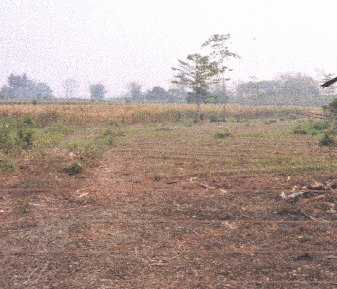รูปที่ดินว่างเปล่า ทุ่งกวาว เมืองแพร่ แพร่