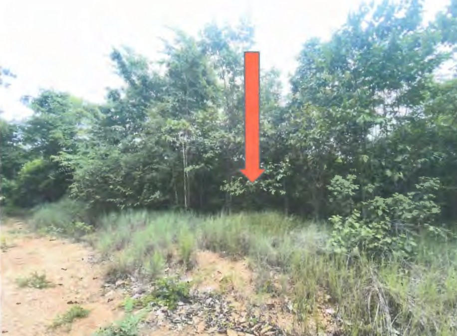 รูปที่ดินว่างเปล่า ศรีเตี้ย บ้านโฮ่ง ลำพูน