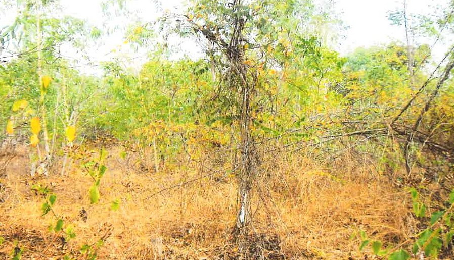 รูปที่ดินว่างเปล่า วังหิน เมืองตาก ตาก