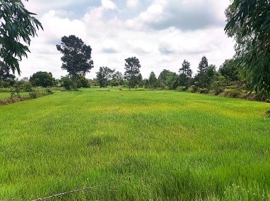 รูปที่ดินว่างเปล่า โพนเขวา เมืองศรีสะเกษ ศรีสะเกษ