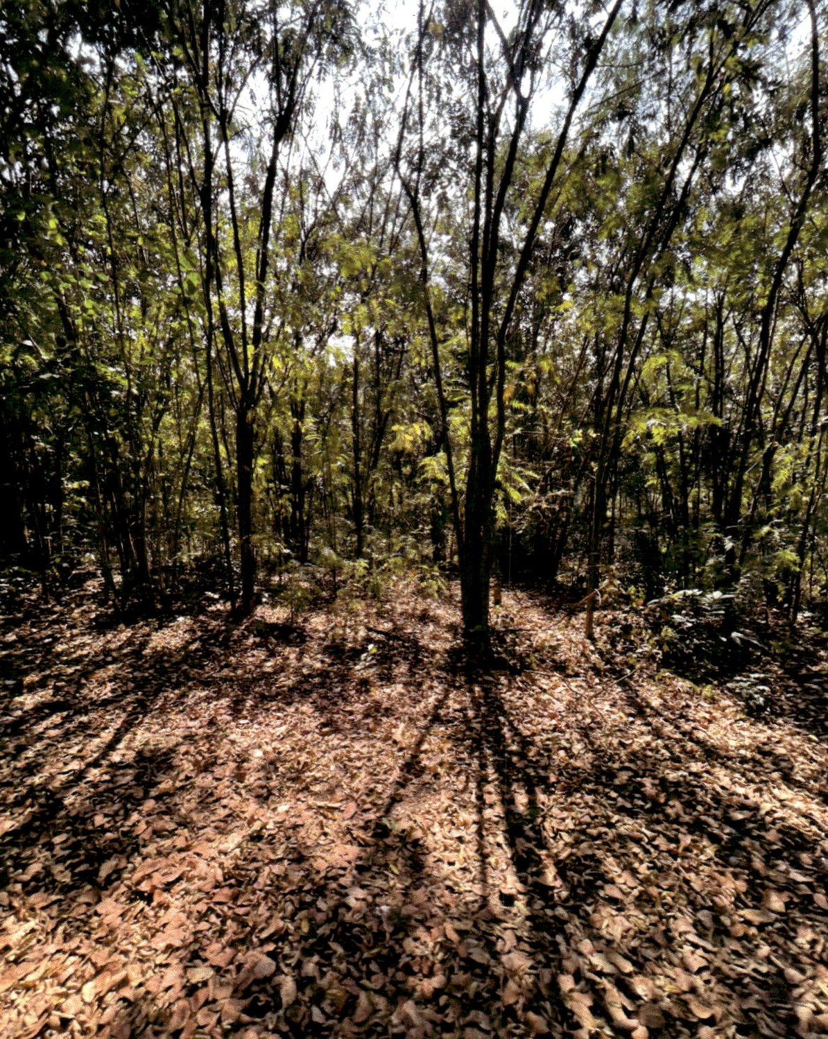 รูปที่ดินว่างเปล่า เบิกไพร จอมบึง ราชบุรี