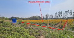 รูปที่ดินว่างเปล่า ท่าอ่าง โชคชัย นครราชสีมา