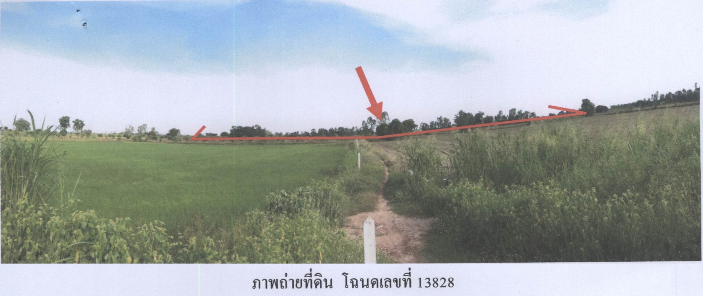 รูปที่ดินว่างเปล่า รังนก สามง่าม พิจิตร