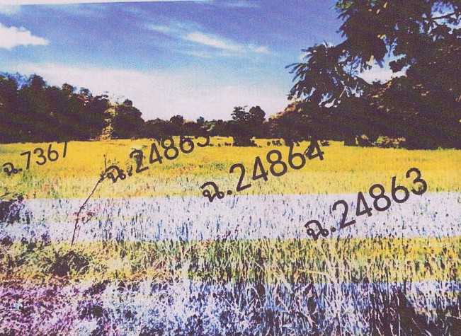 รูปที่ดินว่างเปล่า บ้านซ่ง คำชะอี มุกดาหาร