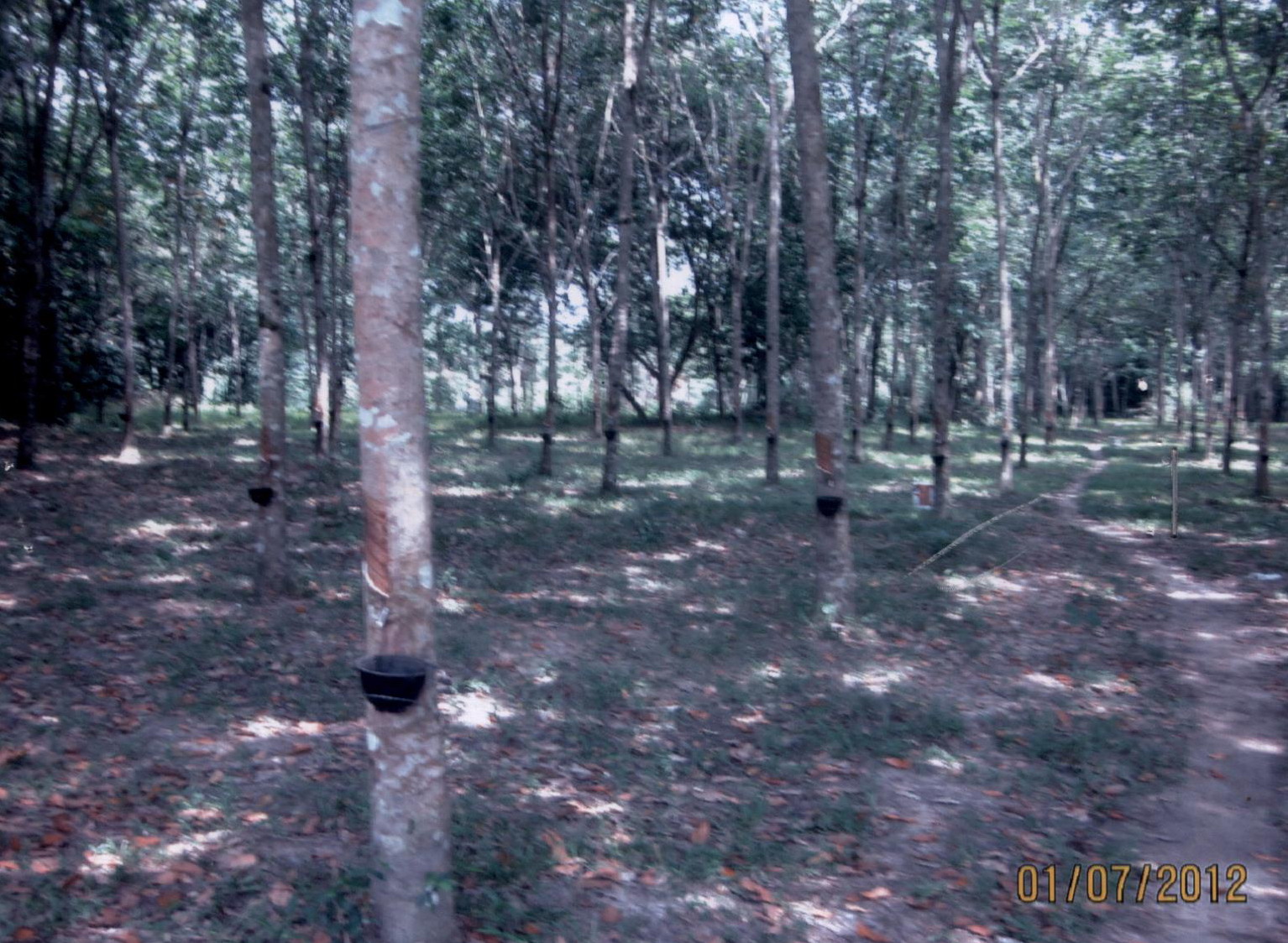 รูปที่ดินว่างเปล่า บาตง รือเสาะ นราธิวาส