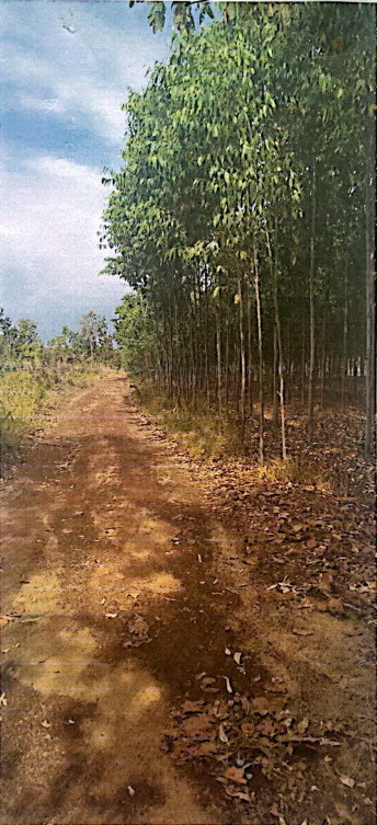 รูปที่ดินว่างเปล่า คำตากล้า คำตากล้า สกลนคร