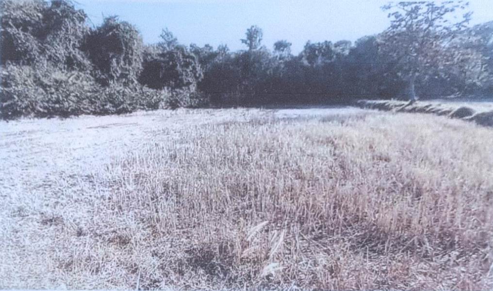 รูปที่ดินว่างเปล่า ระเว พิบูลมังสาหาร อุบลราชธานี