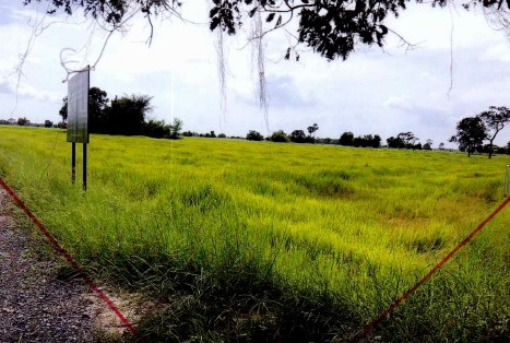 รูปที่ดินว่างเปล่า บ้านจาน พุทไธสง บุรีรัมย์