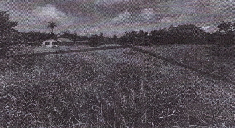 รูปที่ดินว่างเปล่า ชะมาย ทุ่งสง นครศรีธรรมราช
