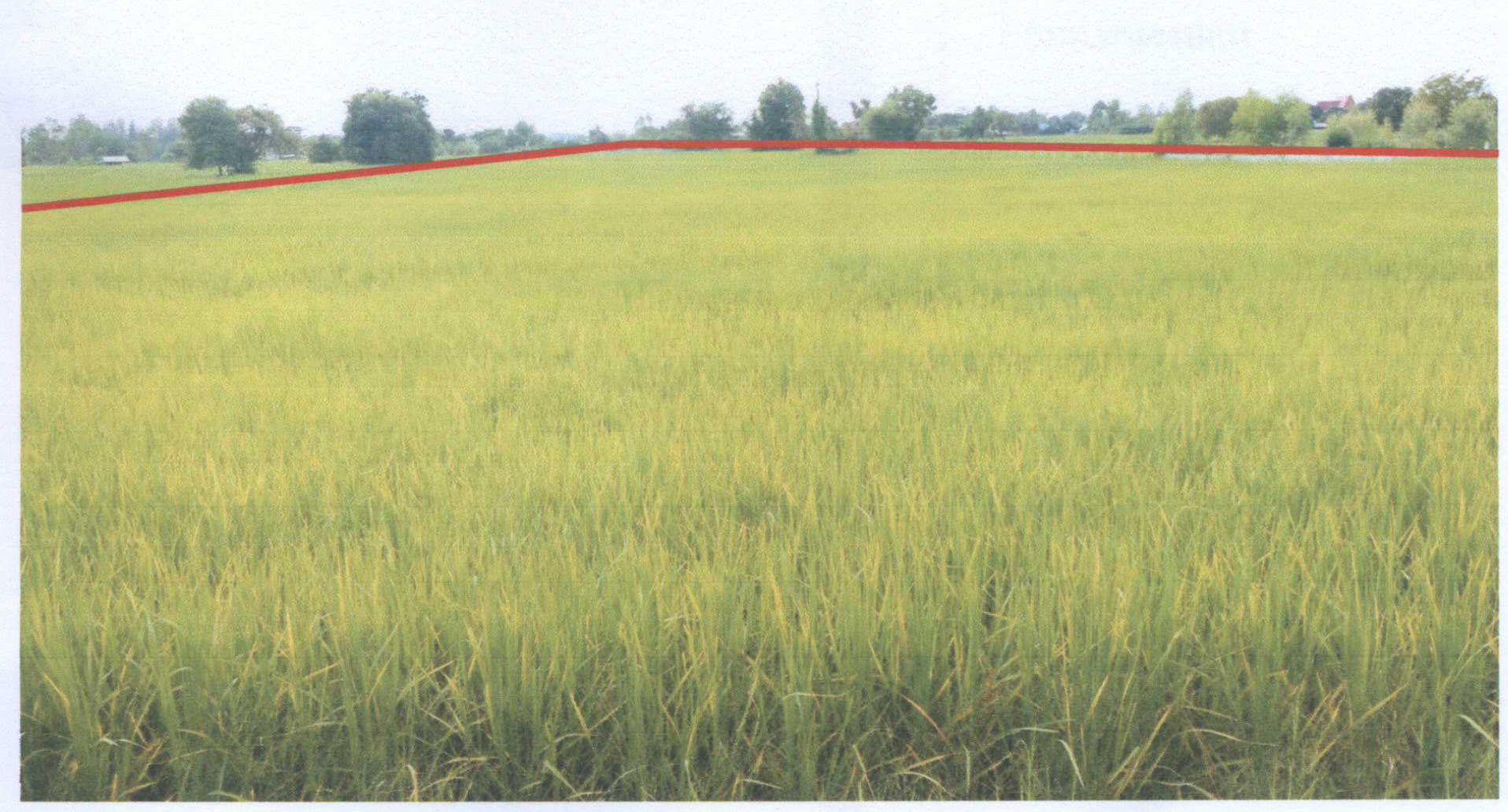 รูปที่ดินว่างเปล่า หัวขวาง โกสุมพิสัย มหาสารคาม