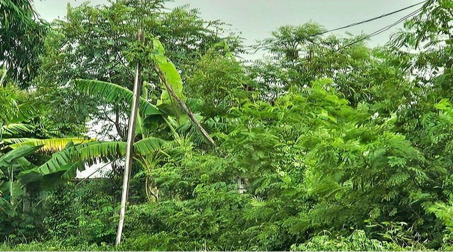 รูปที่ดินว่างเปล่า บ้านแฮด บ้านแฮด ขอนแก่น