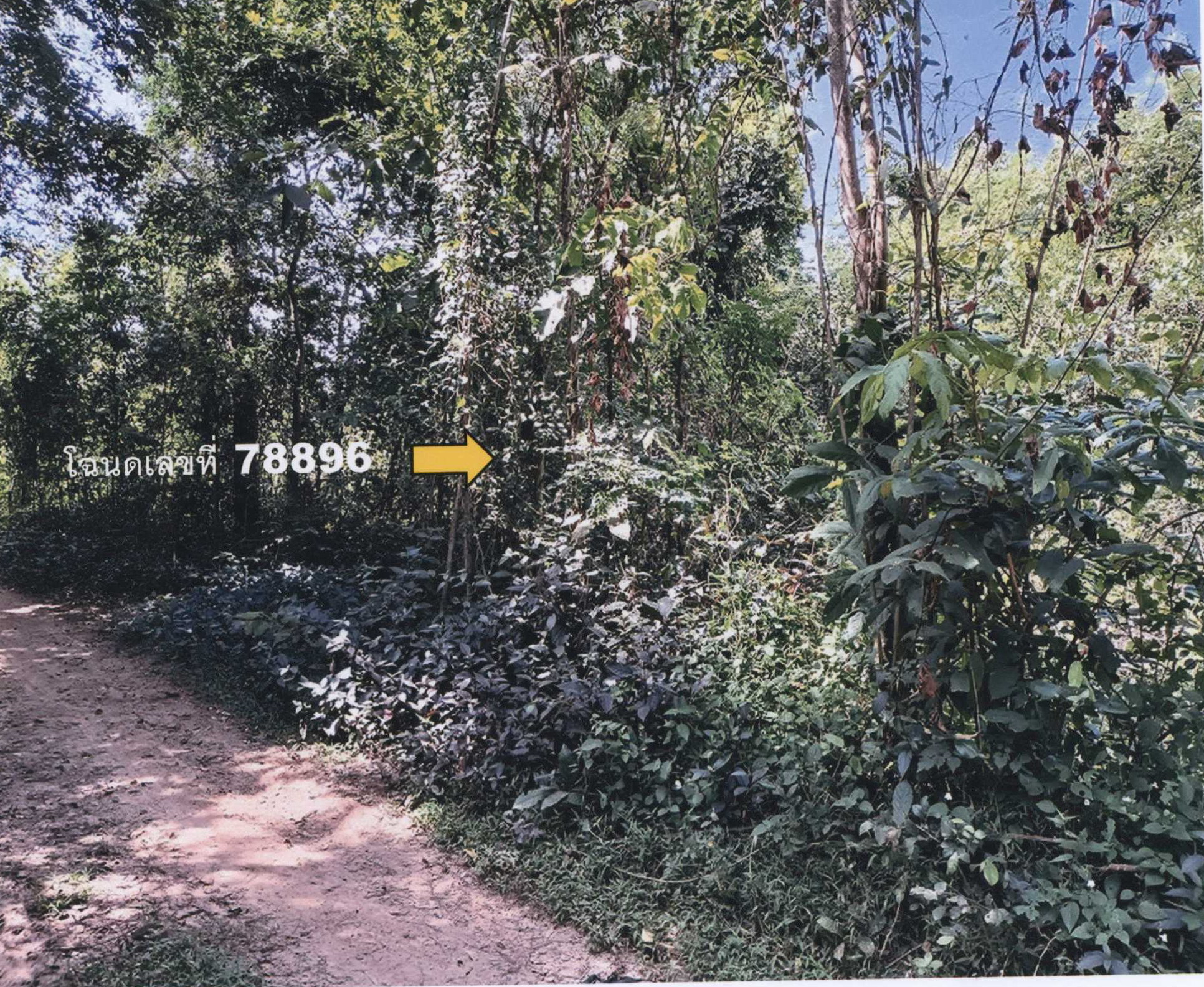 รูปที่ดินว่างเปล่า แวงน่าง เมืองมหาสารคาม มหาสารคาม